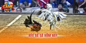 Kèo đá gà hôm nay